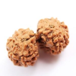 Gauri Shankar Indonesian (Java) Rudraksha