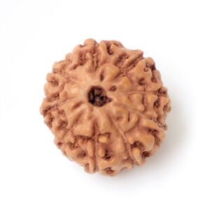 9 Mukhi Indonesian (Java) Rudraksha