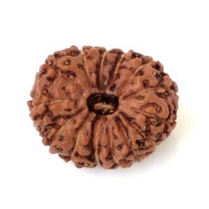 14 Mukhi Indonesian (Java) Rudraksha