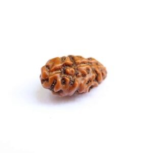 1 Mukhi Indonesian (Java) Rudraksha