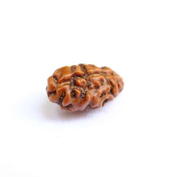 1 Mukhi Indonesian (Java) Rudraksha