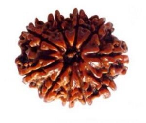 10 Mukhi Nepali Rudraksha