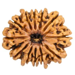 12 Mukhi Nepali Rudraksha