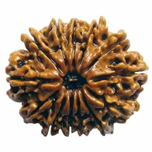 13 Mukhi Nepali Rudraksha