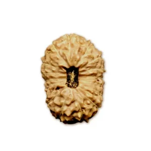 16 Mukhi Indonesian (Java) Rudraksha