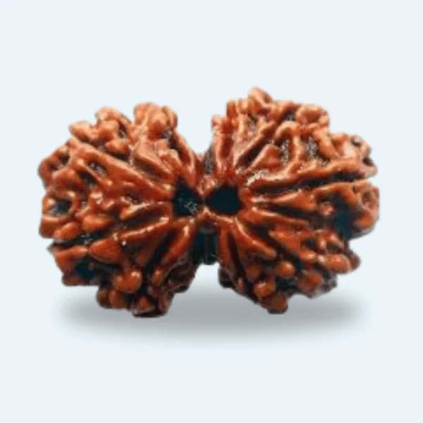 Gauri Shankar Nepali Rudraksha