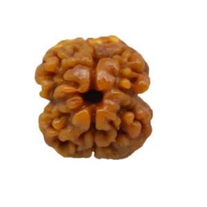 2 Mukhi Nepali Rudraksha