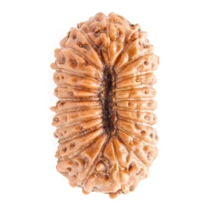21 Mukhi Indonesian (Java) Rudraksha
