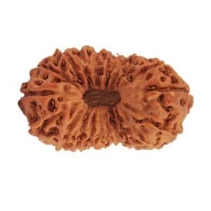 20 Mukhi Indonesian (Java) Rudraksha