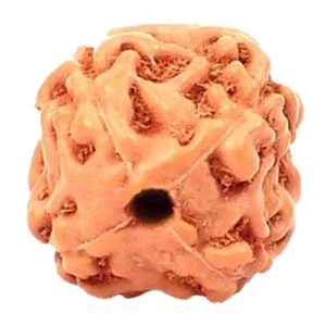 4 Mukhi Indonesian (Java) Rudraksha