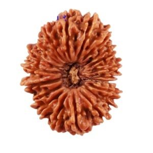 20 Mukhi Nepali Rudraksha
