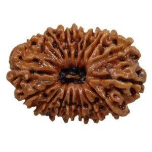 16 Mukhi Nepali Rudraksha