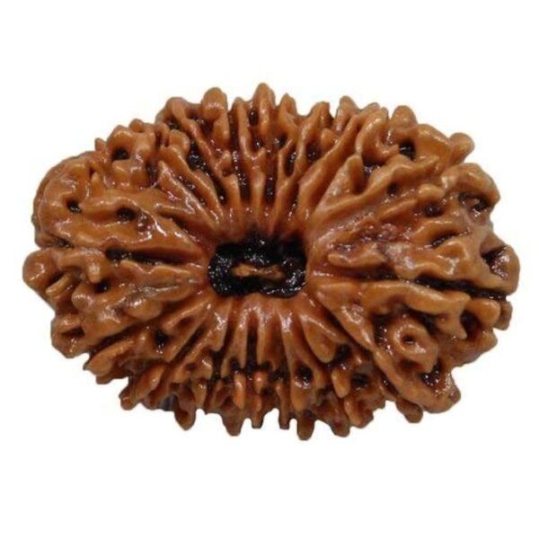 16 Mukhi Nepali Rudraksha