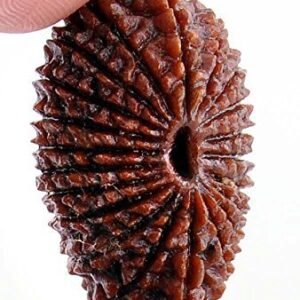 21 Mukhi Nepali Rudraksha