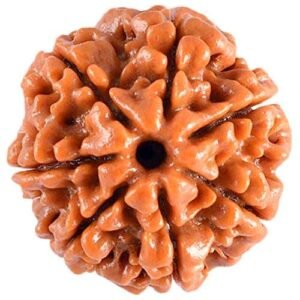 7 Mukhi Nepali Rudraksha