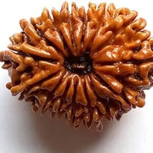 15 Mukhi Nepali Rudraksha