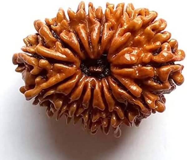 15 Mukhi Nepali Rudraksha