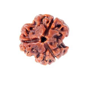 3 Mukhi Nepali Rudraksha