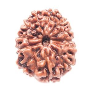 12 Mukhi Indonesian (Java) Rudraksha