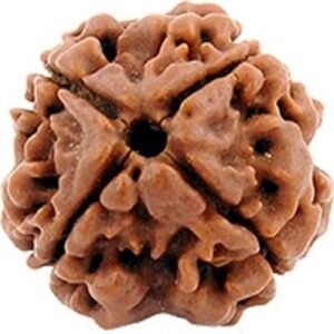 4 Mukhi Nepali Rudraksha