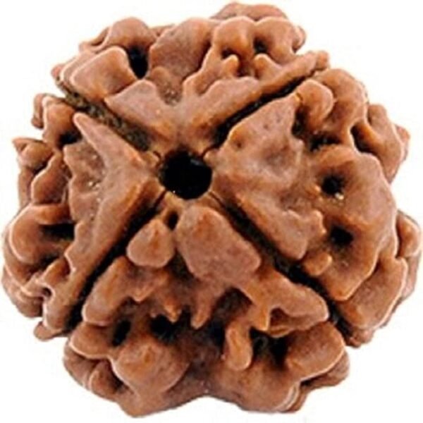 4 Mukhi Nepali Rudraksha