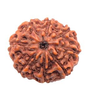 8 Mukhi Indonesian (Java) Rudraksha