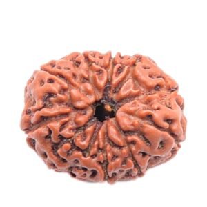 11 Mukhi Indonesian (Java) Rudraksha