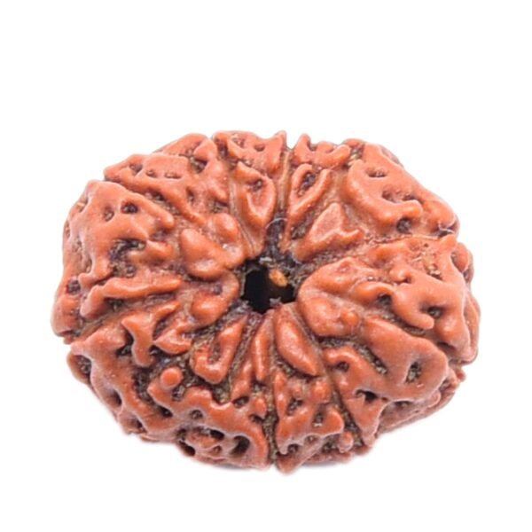 11 Mukhi Indonesian (Java) Rudraksha