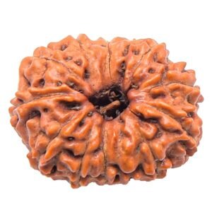 13 Mukhi Indonesian (Java) Rudraksha