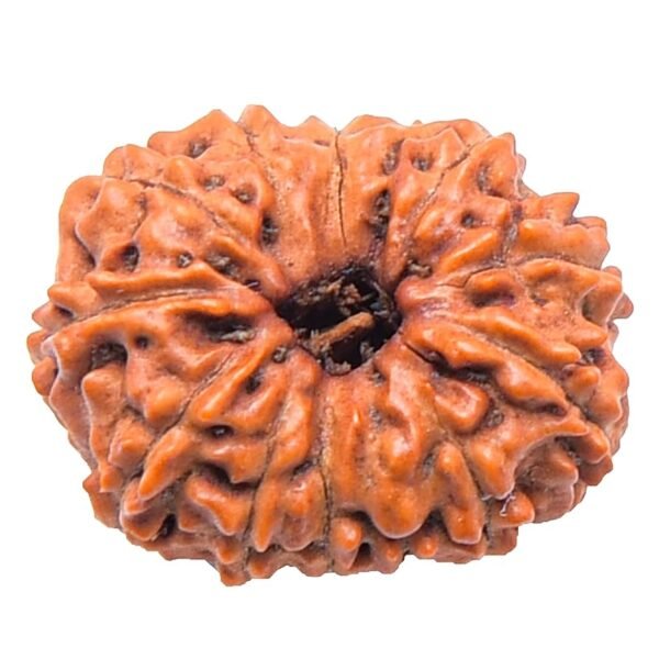 13 Mukhi Indonesian (Java) Rudraksha