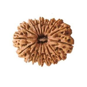 17 Mukhi Nepali Rudraksha