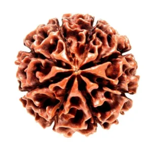 8 Mukhi Nepali Rudraksha