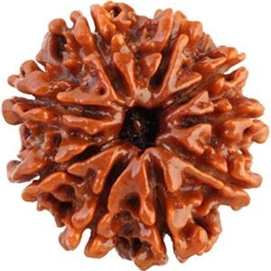 9 Mukhi Nepali Rudraksha