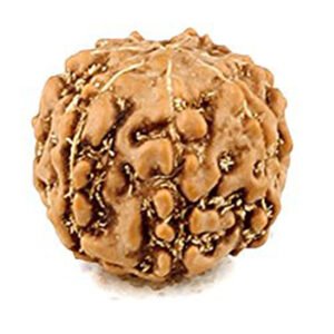 5 Mukhi Indonesian (Java) Rudraksha