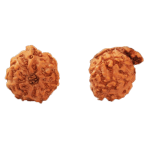 Ganesh Indonesian (Java) Rudraksha