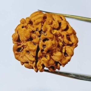 1 Mukhi Nepali Rudraksha