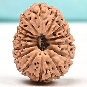 15 Mukhi Indonesian (Java) Rudraksha