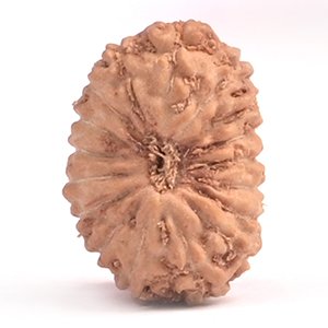 17 Mukhi Indonesian (Java) Rudraksha