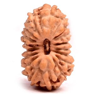 18 Mukhi Indonesian (Java) Rudraksha