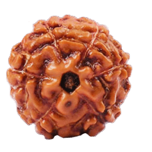 6 Mukhi Indonesian (Java) Rudraksha