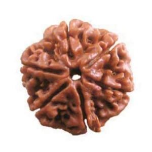 6 Mukhi Nepali Rudraksha