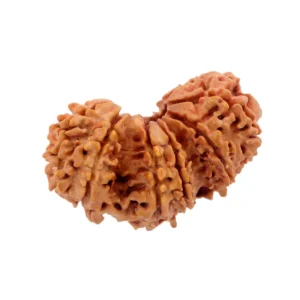 Trijuti Nepali Rudraksha