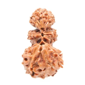 Trijuti Indonesian (Java) Rudraksha