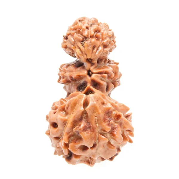 Trijuti Indonesian (Java) Rudraksha