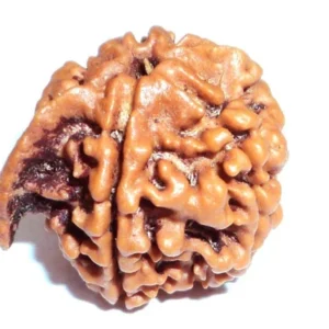 Ganesh Nepali Rudraksha
