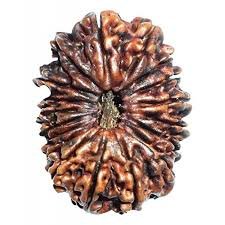 18 Mukhi Nepali Rudraksha