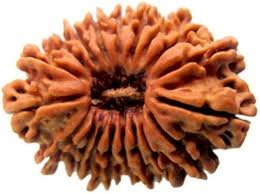 19 Mukhi Nepali Rudraksha