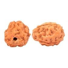 3 Mukhi Indonesian (Java) Rudraksha