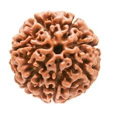 7 Mukhi Indonesian (Java) Rudraksha