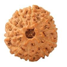 10 Mukhi Indonesian (Java) Rudraksha
